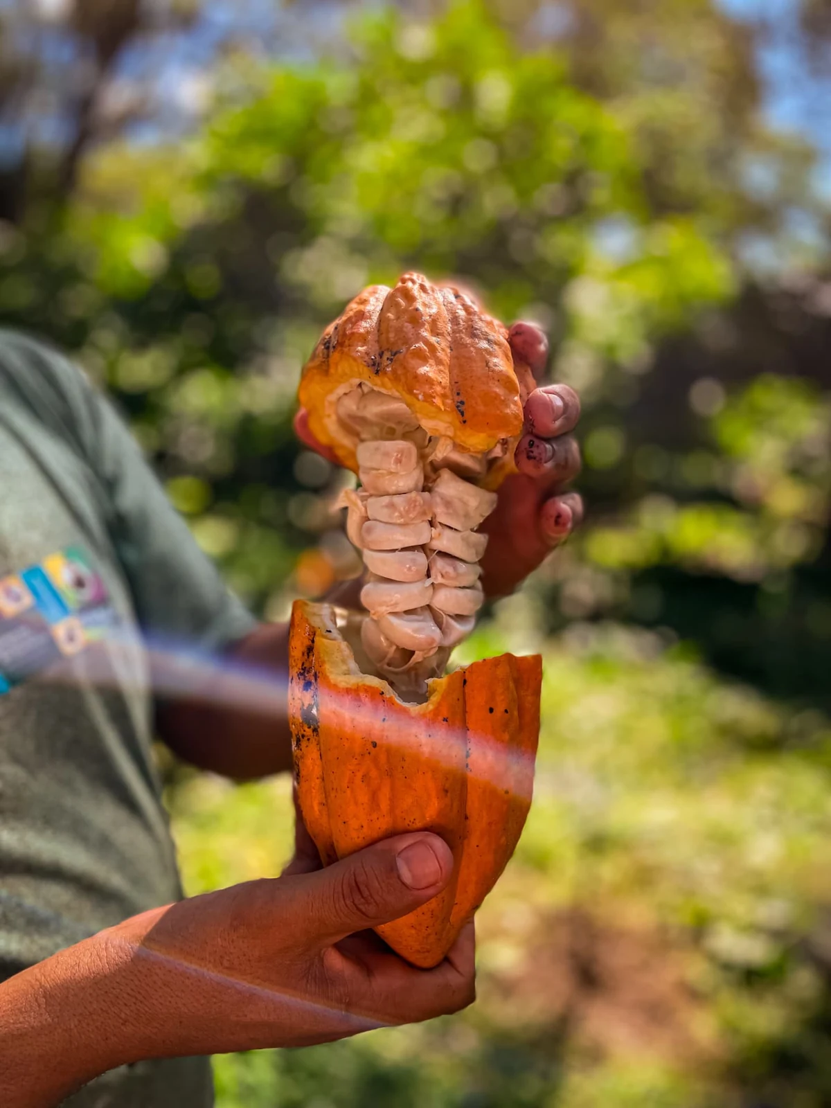 Fruto de cacau aberto na mão, mostrando as sementes
