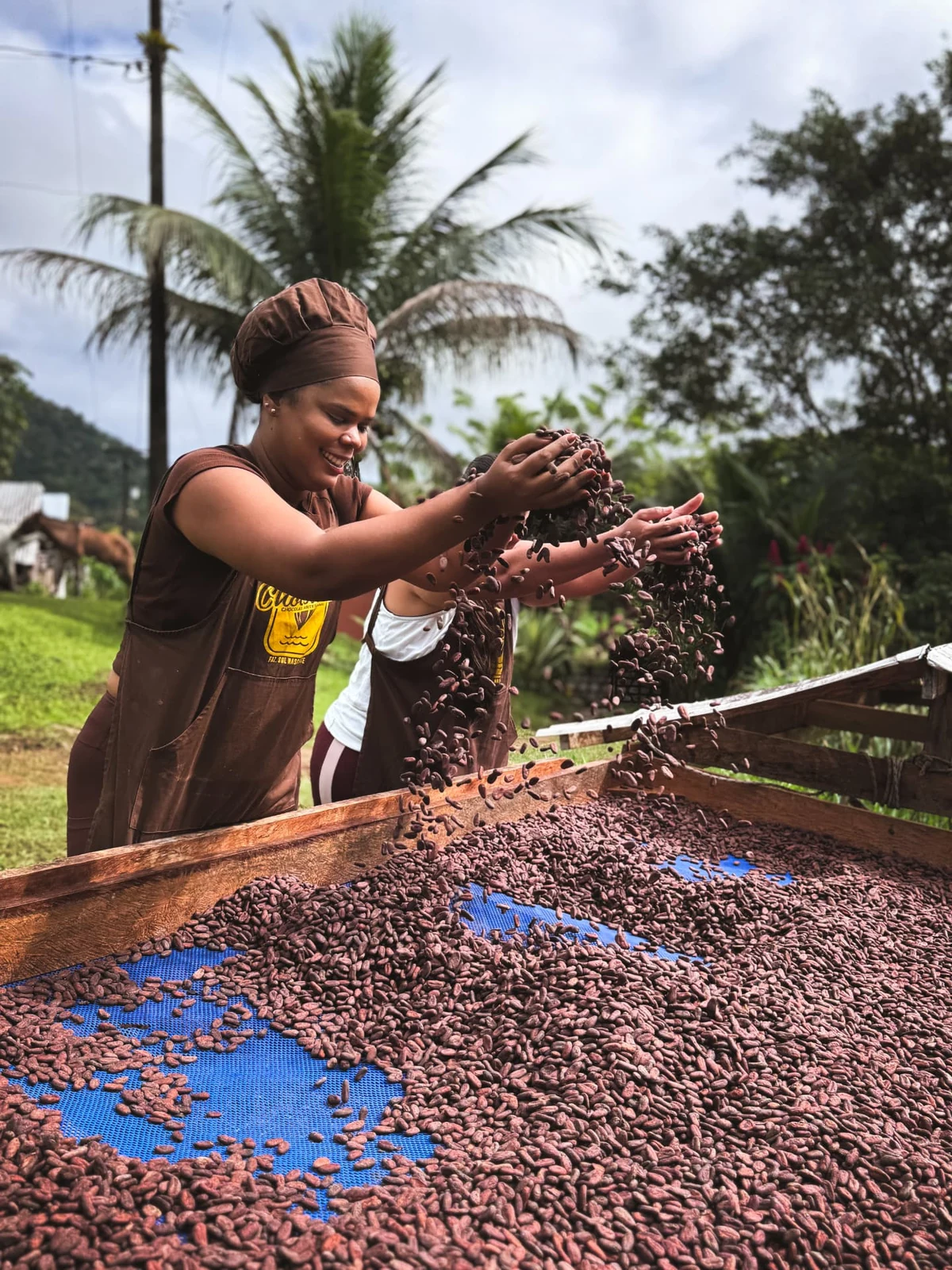 Produtora revirando amêndoas de cacau ao sol